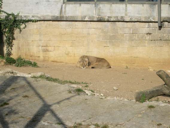  Lionne (zoo de la citadelle)