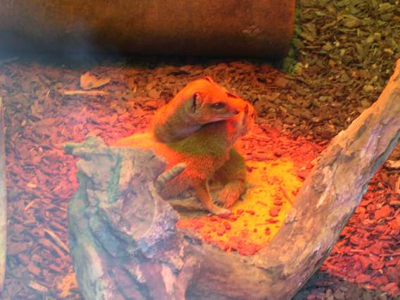  Mangoustes jaunes (zoo de la citadelle)