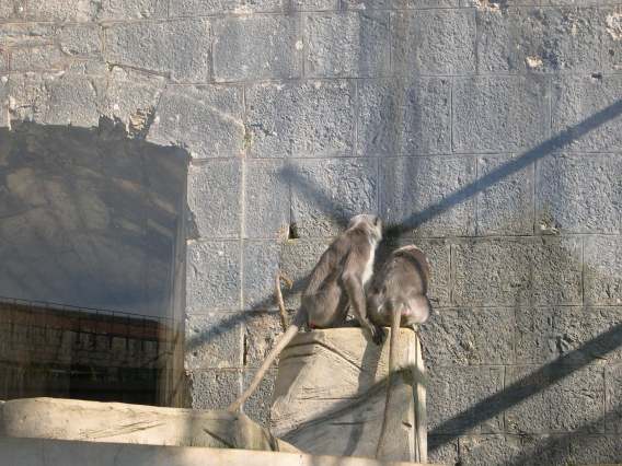  Entelles (zoo de la citadelle)