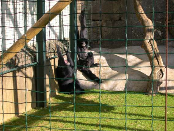  Siamang (zoo de la citadelle)