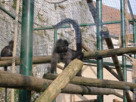  Mangabey (zoo de la citadelle)