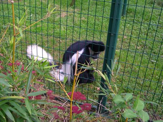  Colobe Gurza (zoo de la citadelle)