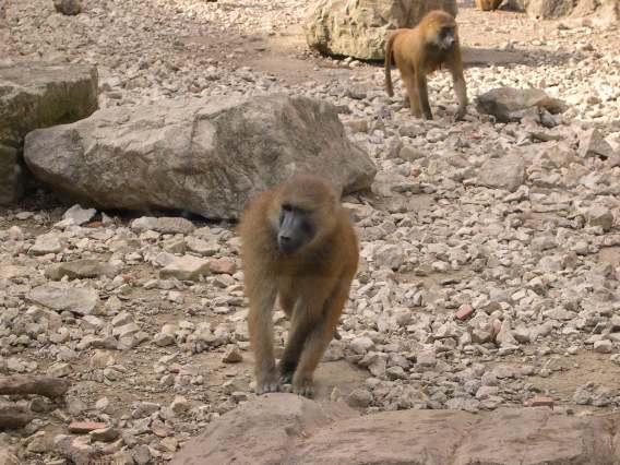  Babouins (zoo de la citadelle)