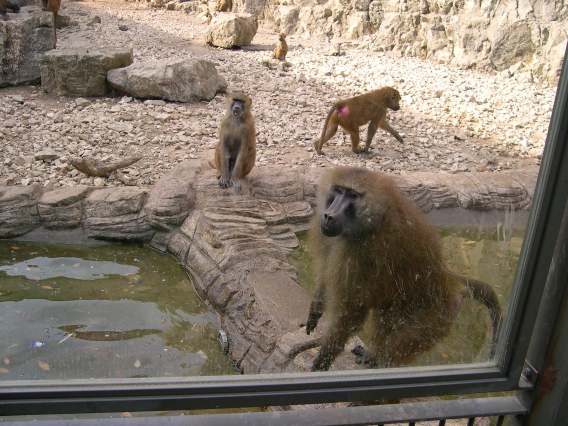  Babouins (zoo de la citadelle)