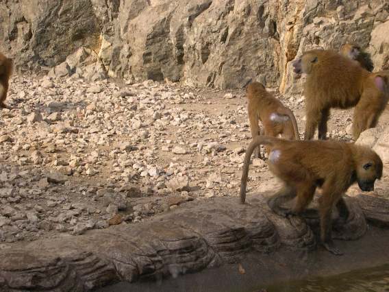  trois babouins (zoo de la citadelle)