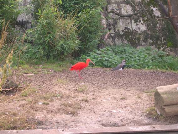  Ibis