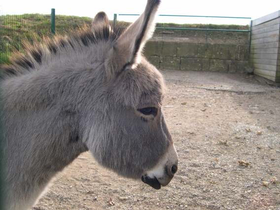  Ane (zoo de la citadelle)