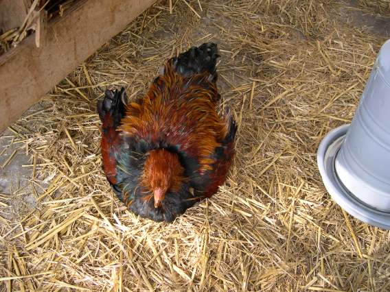  Poule