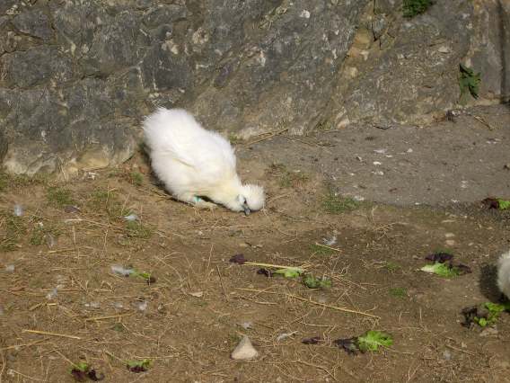  Poussin