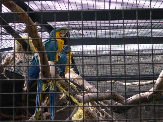  Perroquets (zoo de la citadelle)