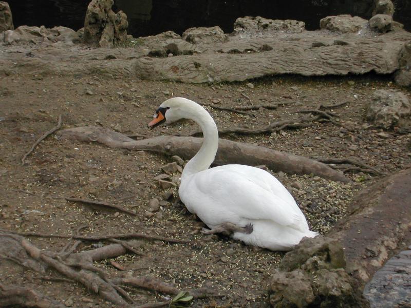  cygne