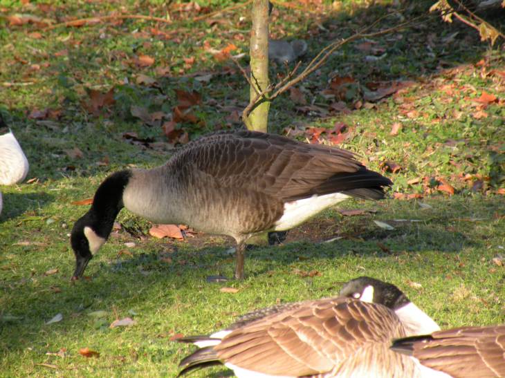  Canard de St-James's Park