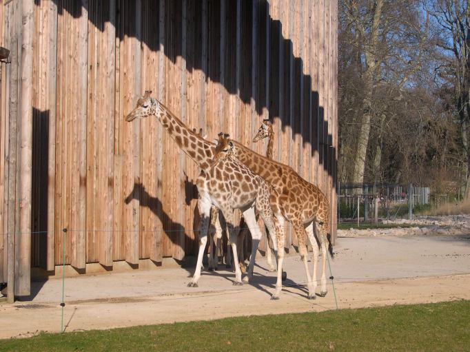  Girafes, parc de la tte d'or