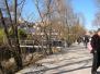  vgtation le long du Rhne
