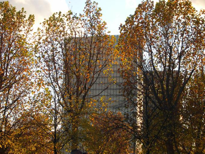  tour de la bibliothque Mitterrand vue  travers les arbres 
