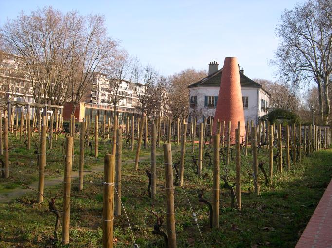  pieds de vigne, parc de Bercy, 12e