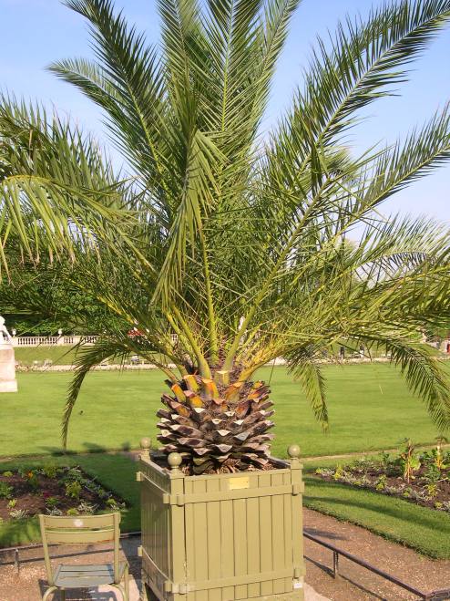   plante exotique