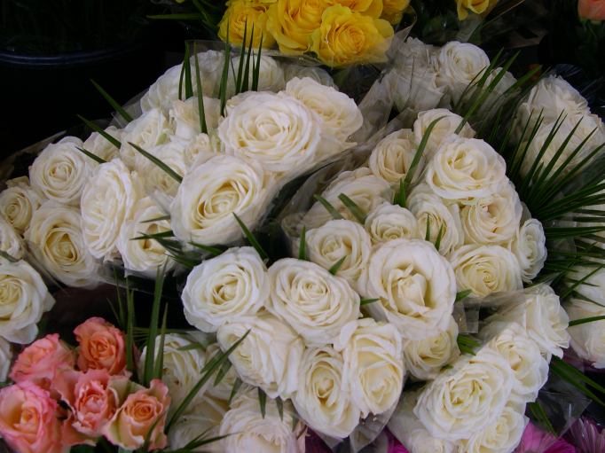  roses blanches