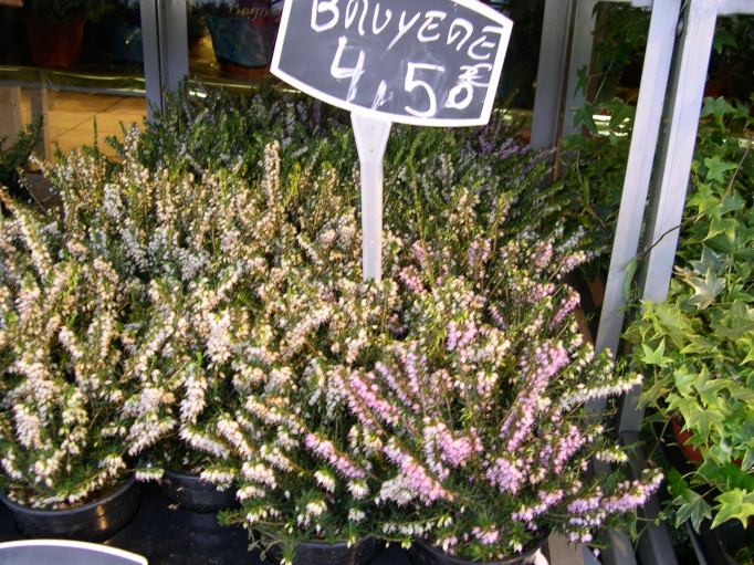  bruyre