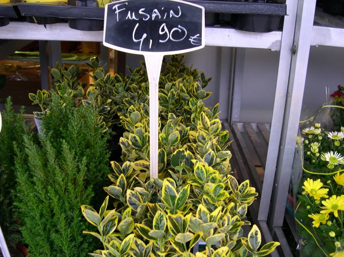  fusain