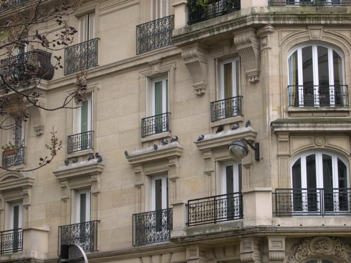  Pigeons se mettant  l'abri de la pluie