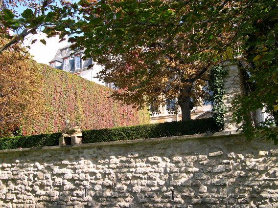  mur de lierre, (vue ct jardin d'un immeuble de la rue de Bac)