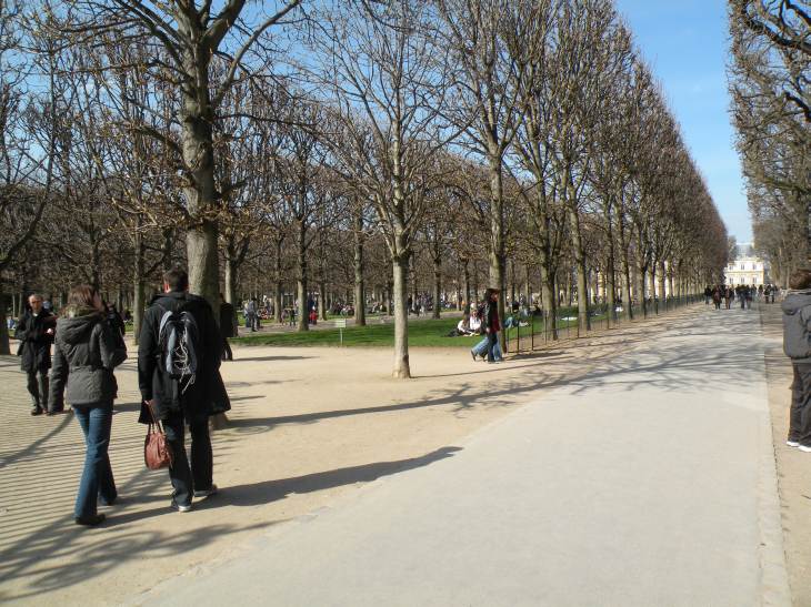  alignement d'arbres au jardin du Luxembourg