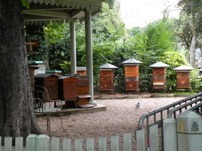  les ruches du jardin du Luxembourg