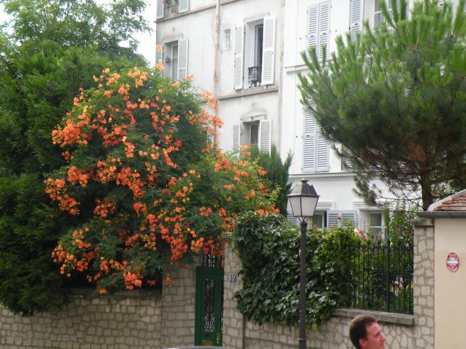  arbuste fleuri, fleurs oranges, Montmartre