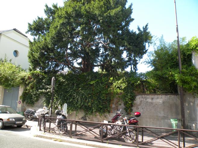  vgtation luxuriante, rue Nordmann