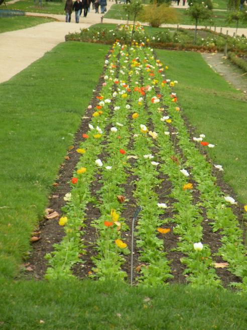   jardin des plantes, fleurs d'automne
