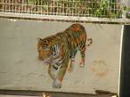  tigre dessin sur un mur, Mosko et associes