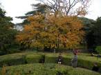  bel arbre aux couleurs d'automne