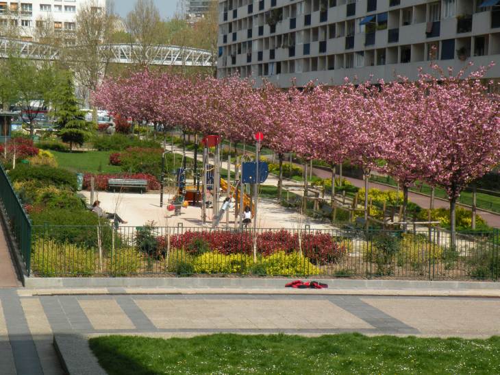  arbres  fleurs roses dans petit parc