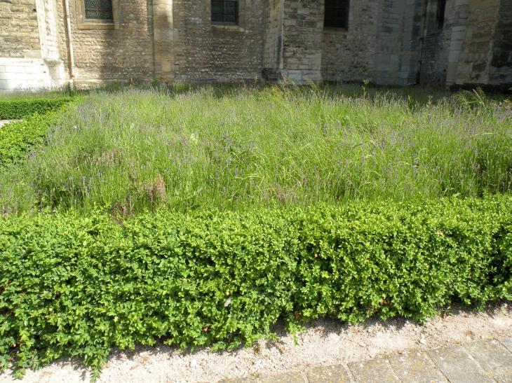  plantations aux abords de la basilique Sint-Remi