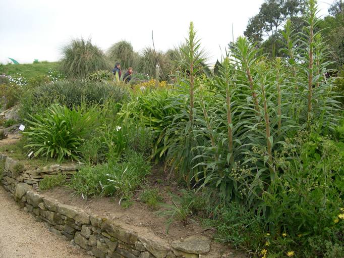  plantes du jardin exotique
