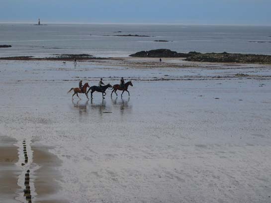  chevaux sur la plage